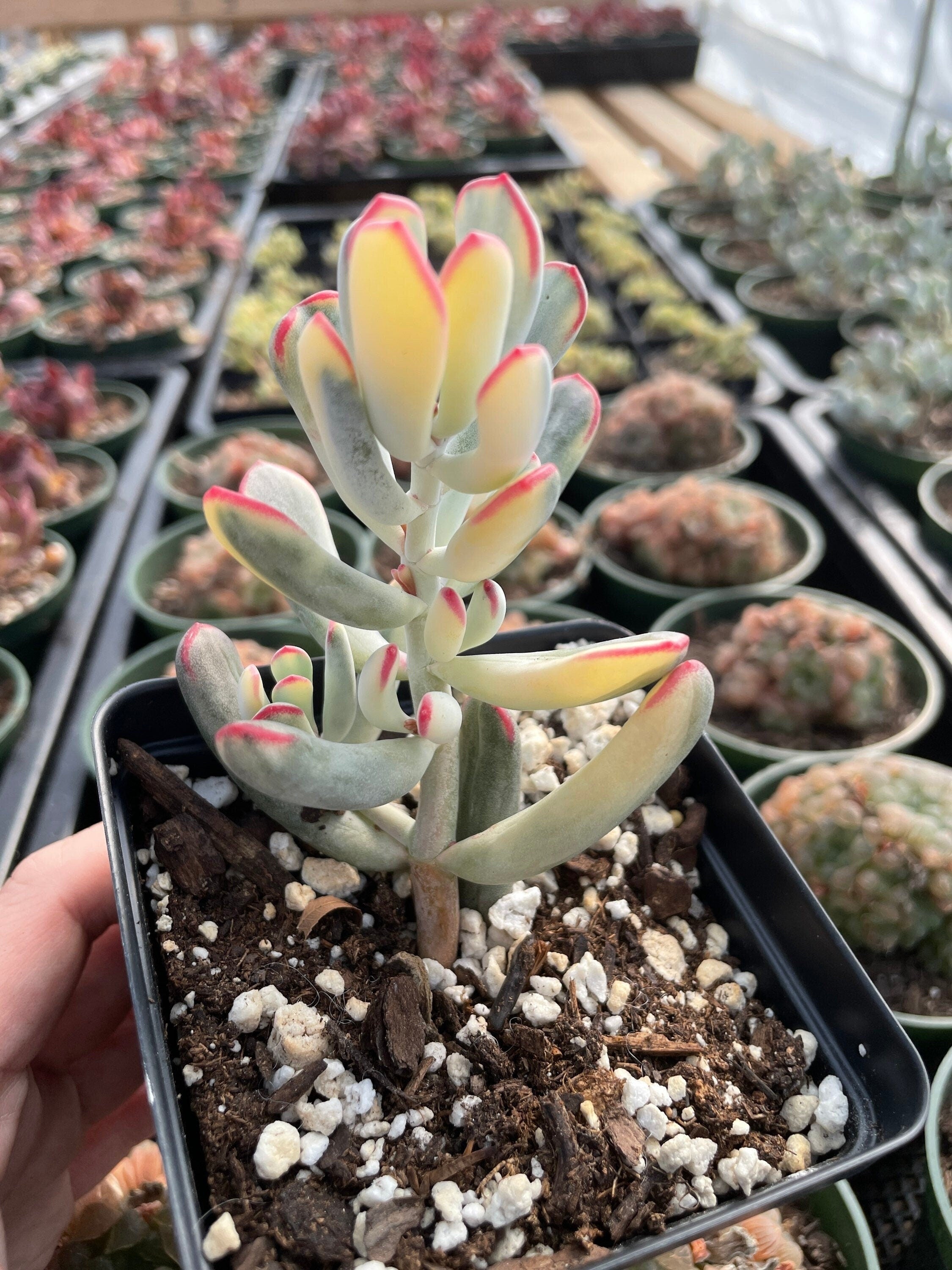 long leaf succulent plants Rare Succulents