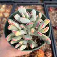 Rare Succulents - Cotyledon orbiculata Variegated Long Leave