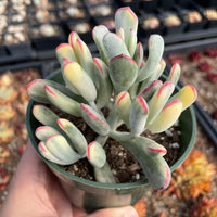 Rare Succulents - Cotyledon orbiculata Variegated Long Leave