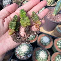 Rare Succulents - Crassula Marchandii 3 Cuttings