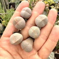 Rare Succulents - Dinteranthus Pole-Evansii, golf ball (0.4")