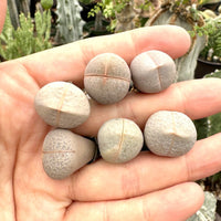 Rare Succulents - Dinteranthus Pole-Evansii, golf ball (0.4")