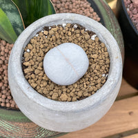 Rare Succulents - Dinteranthus Pole-Evansii, golf ball (0.4")