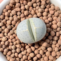 Rare Succulents - Dinteranthus Wilmotianus (0.5")