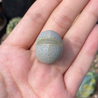 Rare Succulents - Dinteranthus Wilmotianus (0.5")