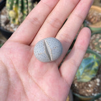 Rare Succulents - Dinteranthus Wilmotianus (0.5")