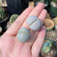 Rare Succulents - Dinteranthus Wilmotianus (0.5")
