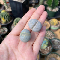 Rare Succulents - Dinteranthus Wilmotianus (0.5")