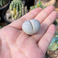 Rare Succulents - Dinteranthus Wilmotianus (0.5")