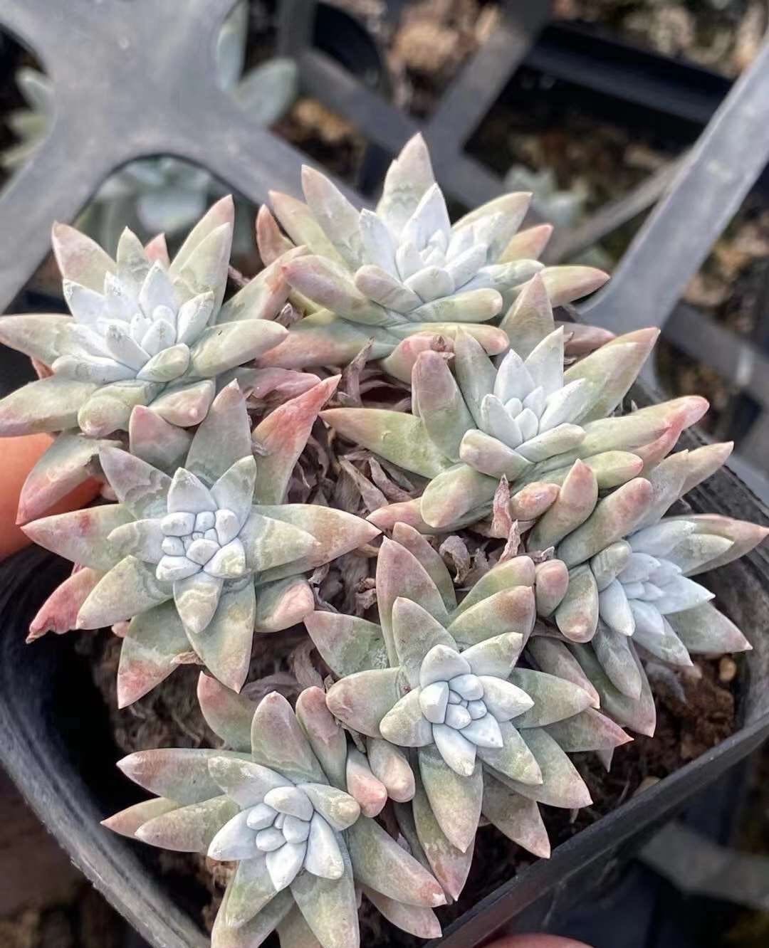 white sprite succulent Rare Succulents