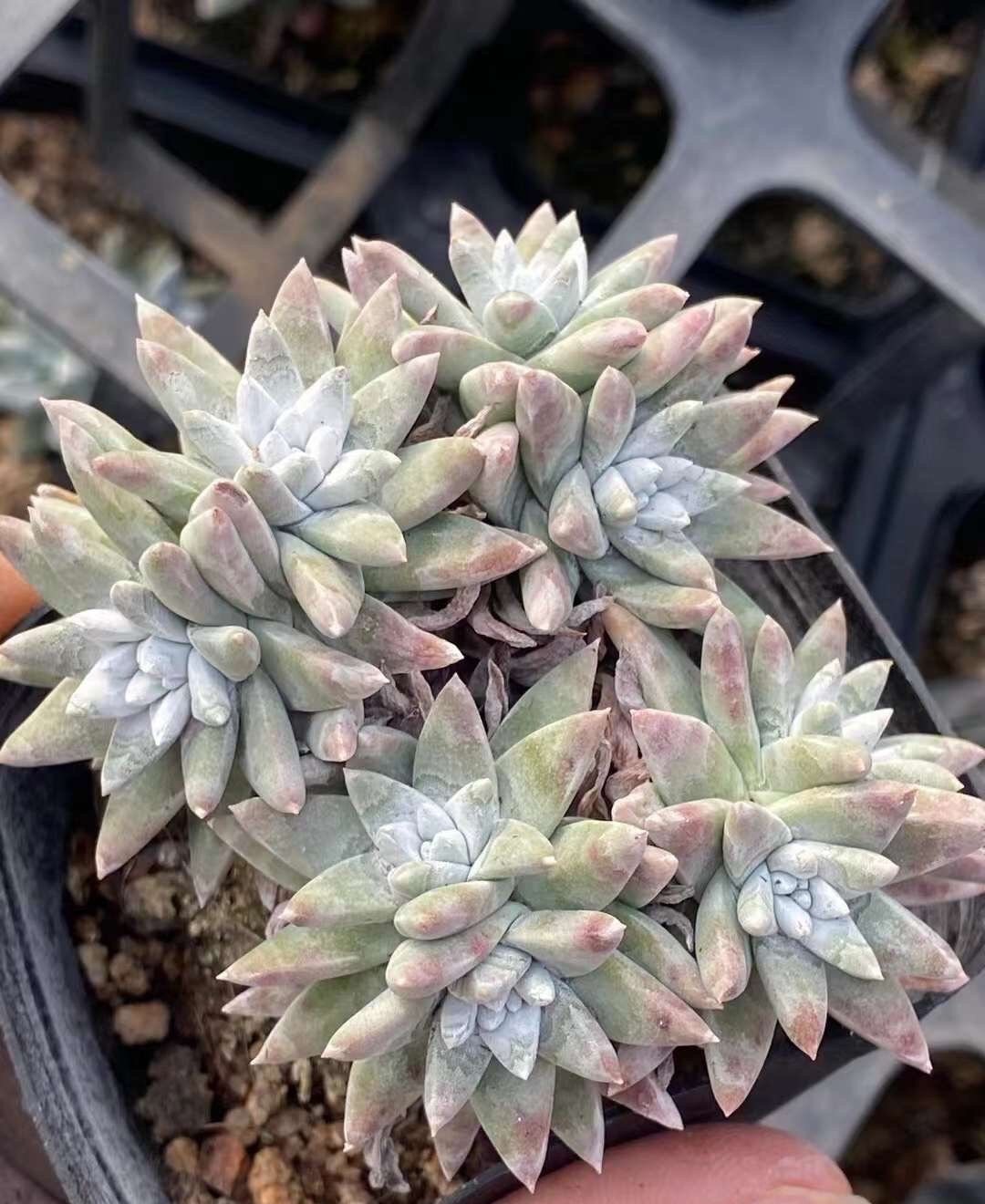 gray succulent plant Rare Succulents