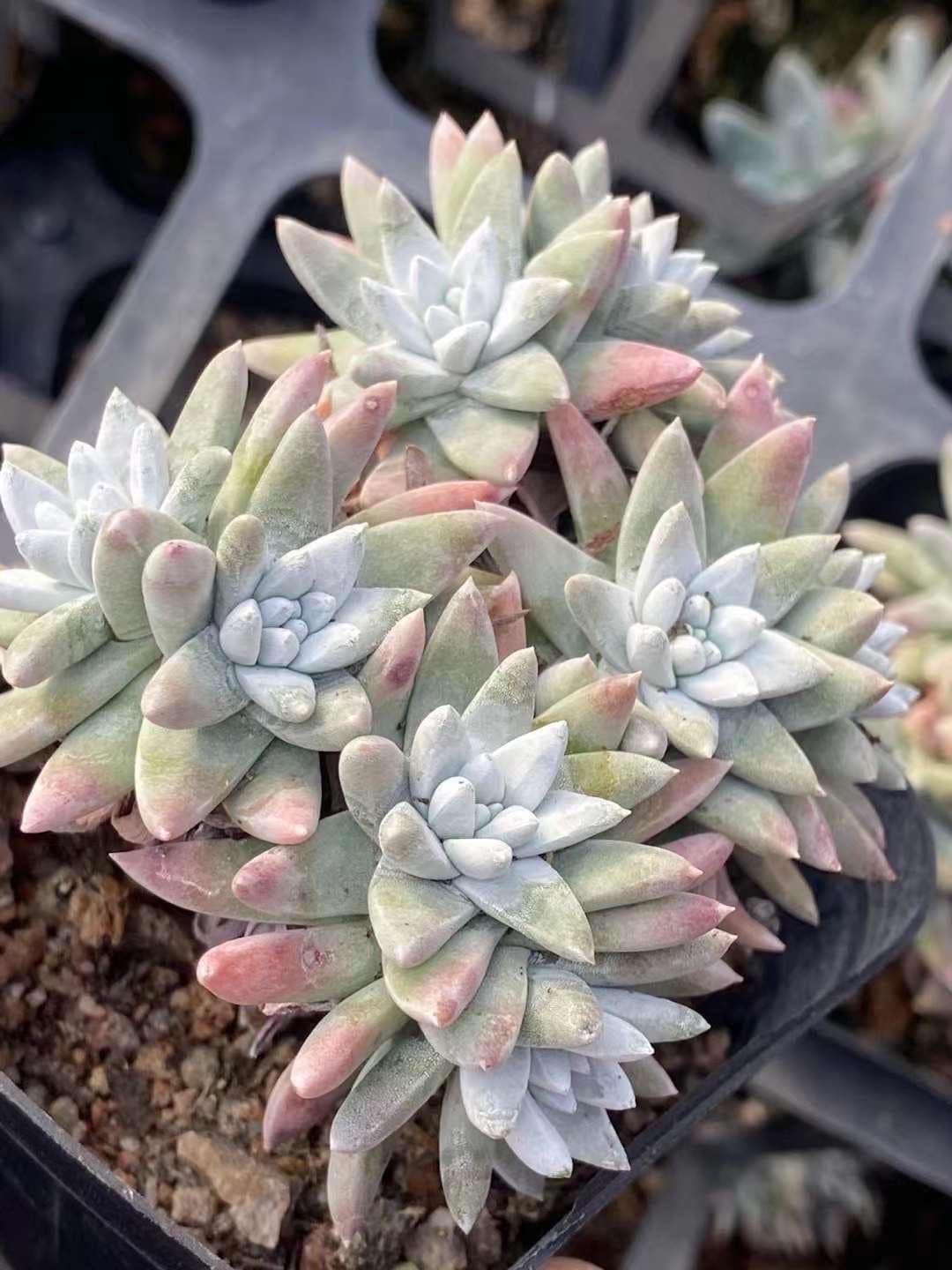 white succulents Rare Succulents