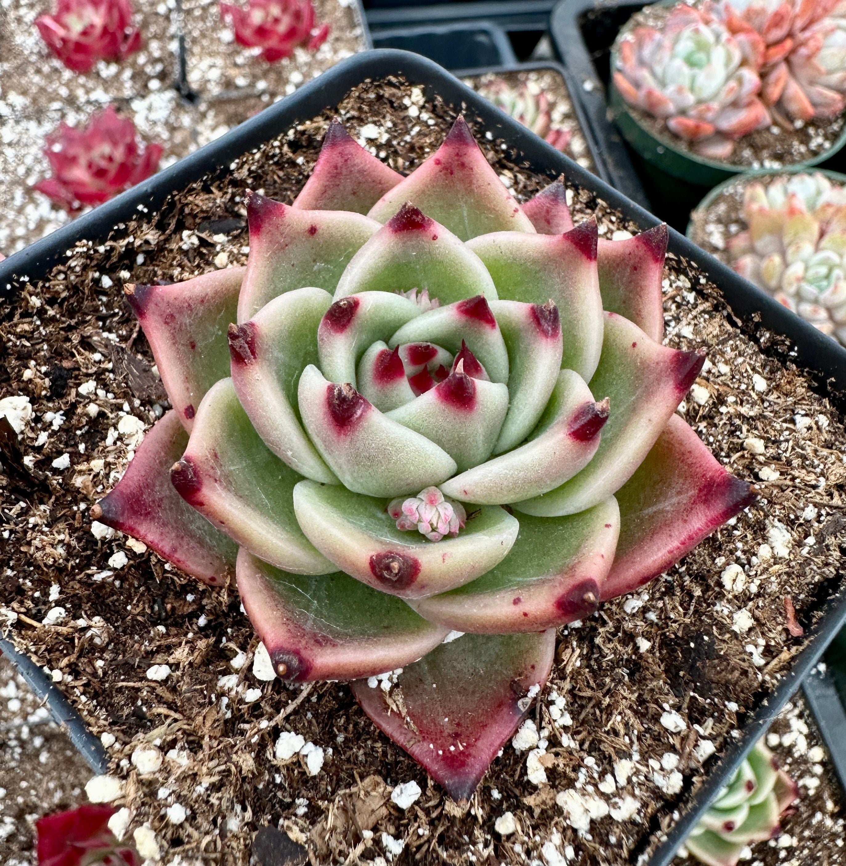 Rare Succulents