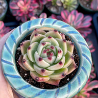 Rare Succulents - Echeveria Agavoides Blue Dragon
