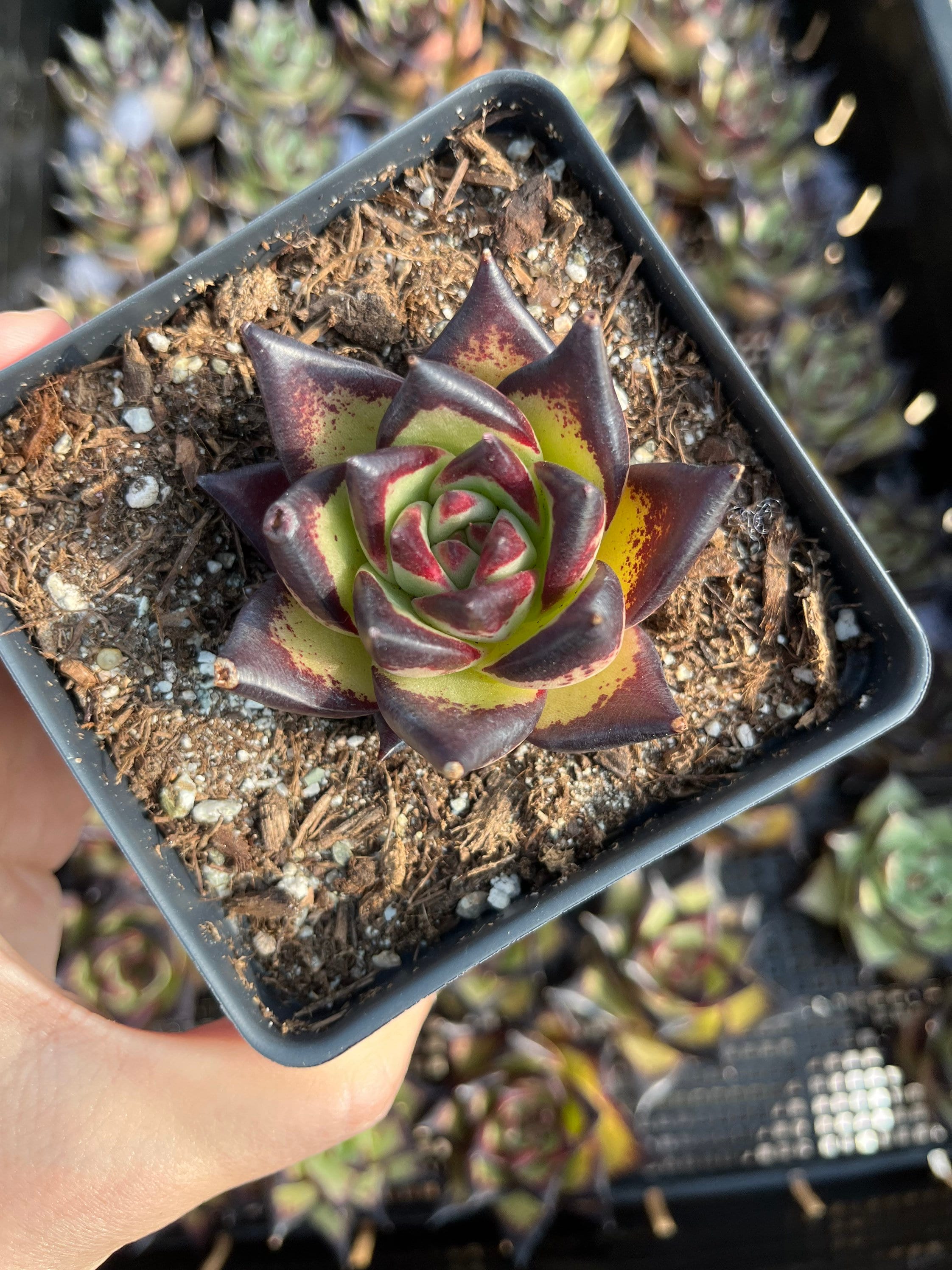 Rare Succulents