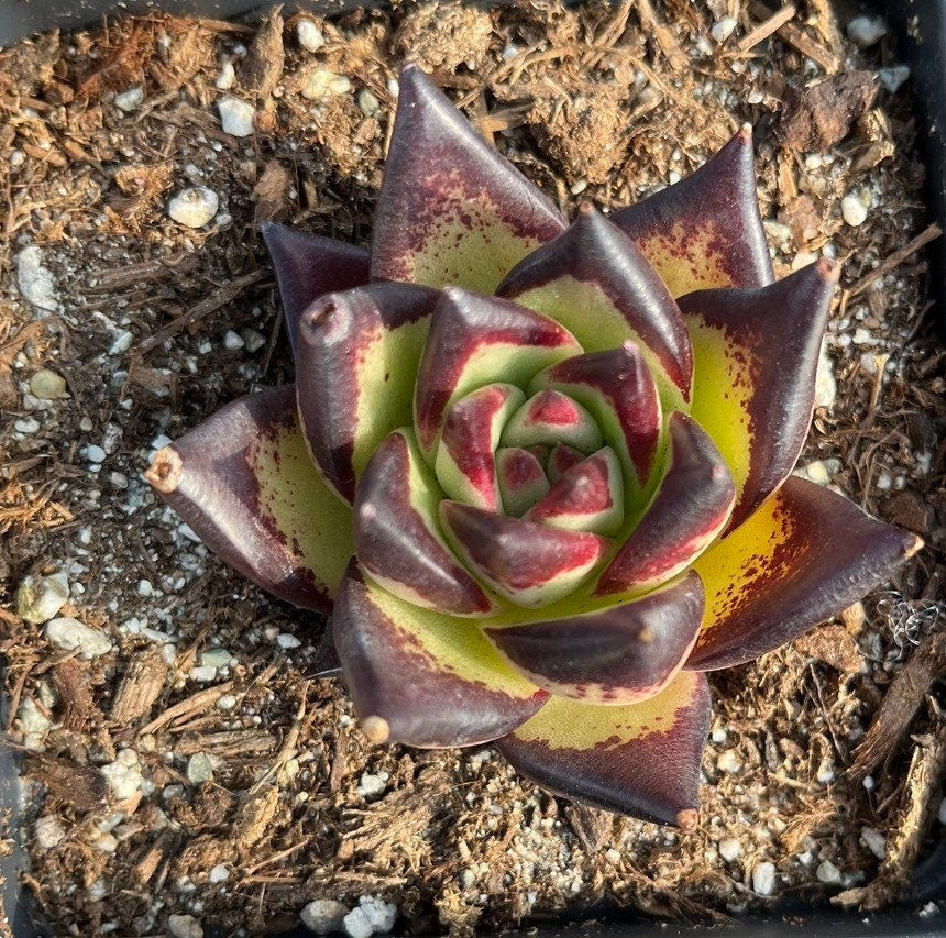variegated black prince echeveria succulent Rare Succulents