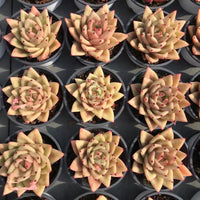 Rare Succulents - Echeveria Agavoides Ebony Maria (2.5"-3"), Live Plant