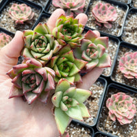 Rare Succulents - Echeveria Agavoides Hybrid mini Combo (6 Pcs set)