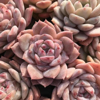 Rare Succulents - Echeveria Amazing Grace
