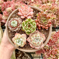 Rare Succulents - Echeveria Gift Combo (1), Live Plant