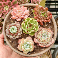 Rare Succulents - Echeveria Gift Combo (1), Live Plant