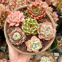 Rare Succulents - Echeveria Gift Combo (1), Live Plant
