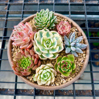 Rare Succulents - Echeveria Holiday Combo (2)