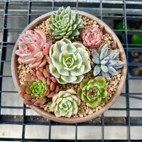 Rare Succulents - Echeveria Holiday Combo (2)
