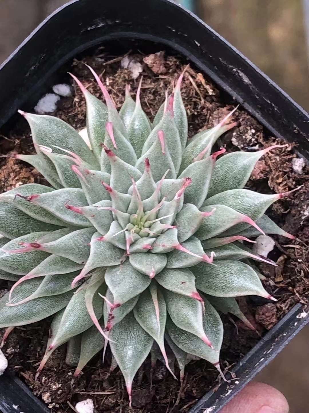 Rare Succulents - Echeveria Long Eyelash (2) 1am Succulents
