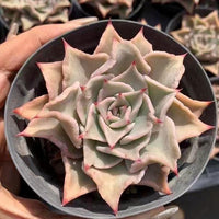 Rare Succulents - Echeveria Madiba (3"-5")