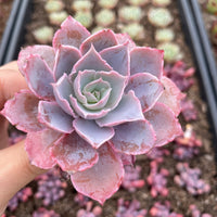 Rare Succulents - Echeveria Pinky (3”)