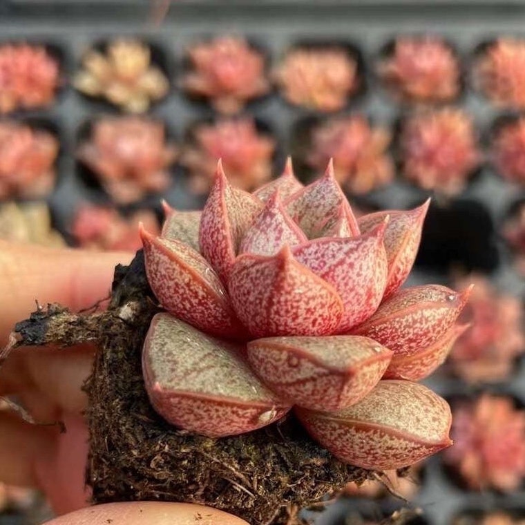 exotic succulents for sale near me Rare Succulents