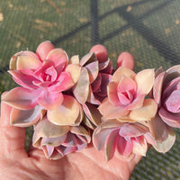 Rare Succulents - Echeveria Rainbow Variegated