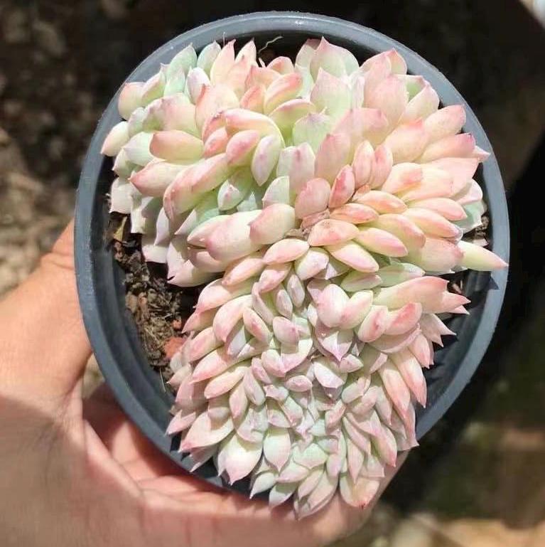 Rare Succulents - Echeveria Suryeon Crested– 1am Succulents