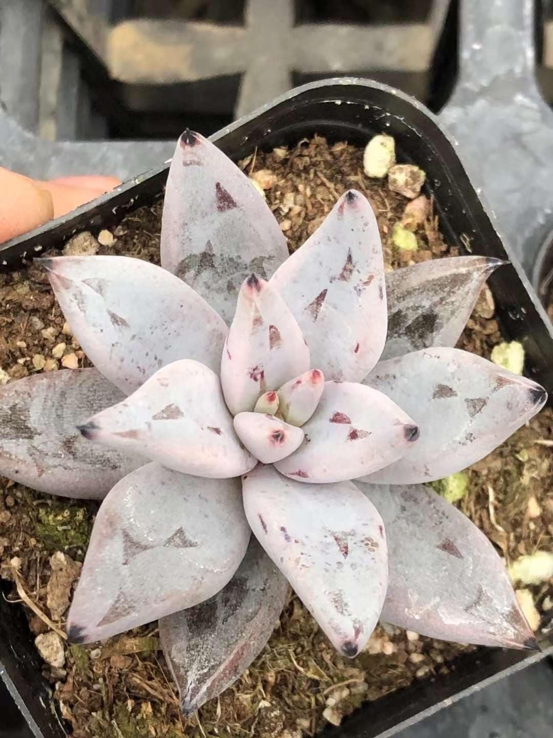 echevera succulents for sale online free shipping Rare Succulents
