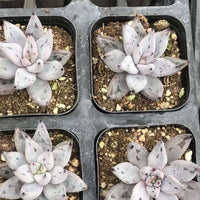 Rare Succulents - Echeveria Unguiculata (1.5”-2”)