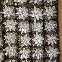 Rare Succulents - Echeveria Unguiculata (1.5”-2”)