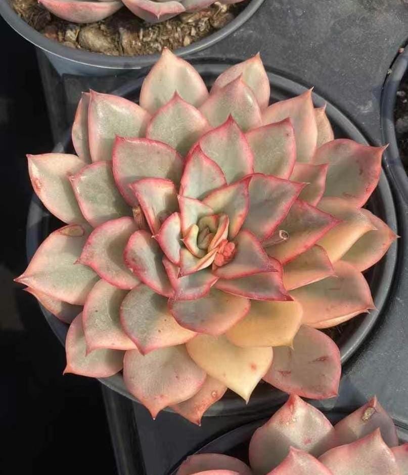 esther succulent Rare Succulents