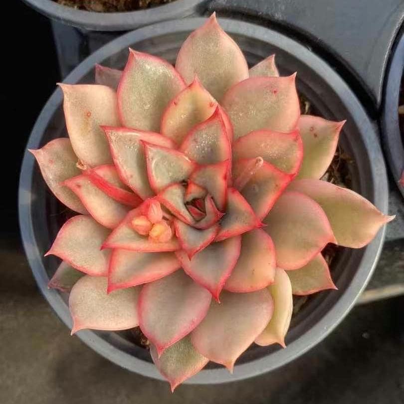 Rare Succulents