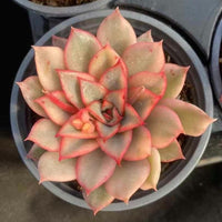 Rare Succulents - Echeveria Variegated Esther