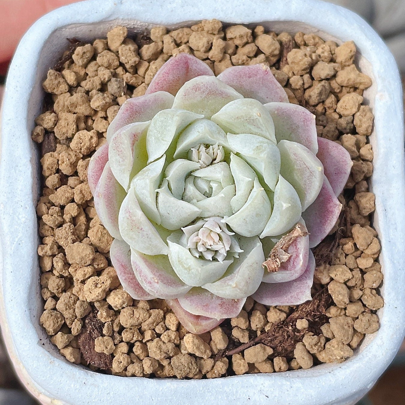 pure succulents Rare Succulents