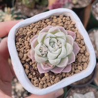 Rare Succulents - Echeveria White Elegans