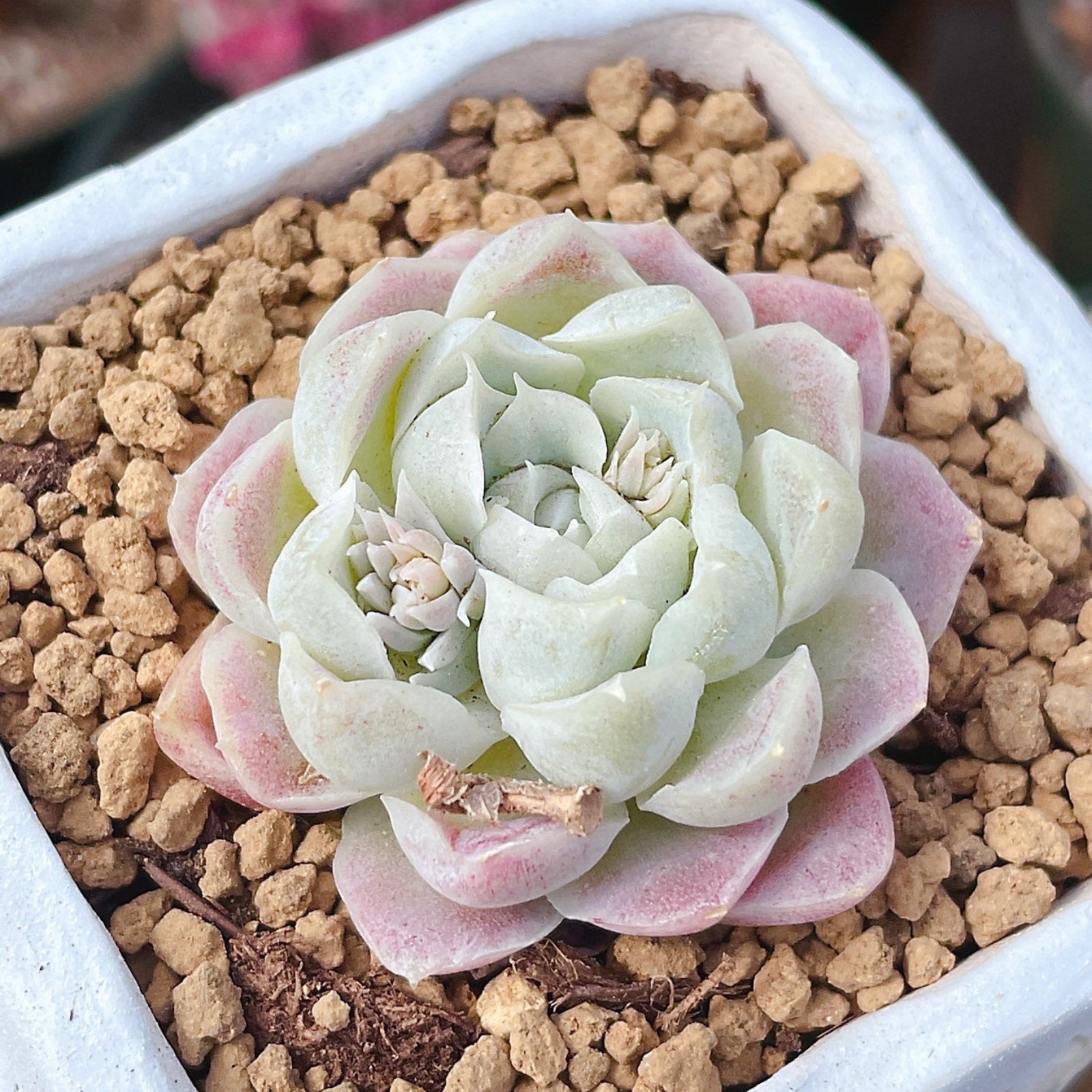 white succulents Rare Succulents