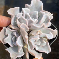 Rare Succulents - Echeveria crispate beauty (2")