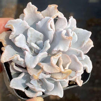 Rare Succulents - Echeveria crispate beauty (2")