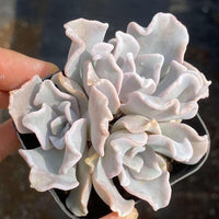 Rare Succulents - Echeveria crispate beauty (2")