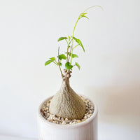 Rare Succulents - Gerrardanthus Macrorhizus