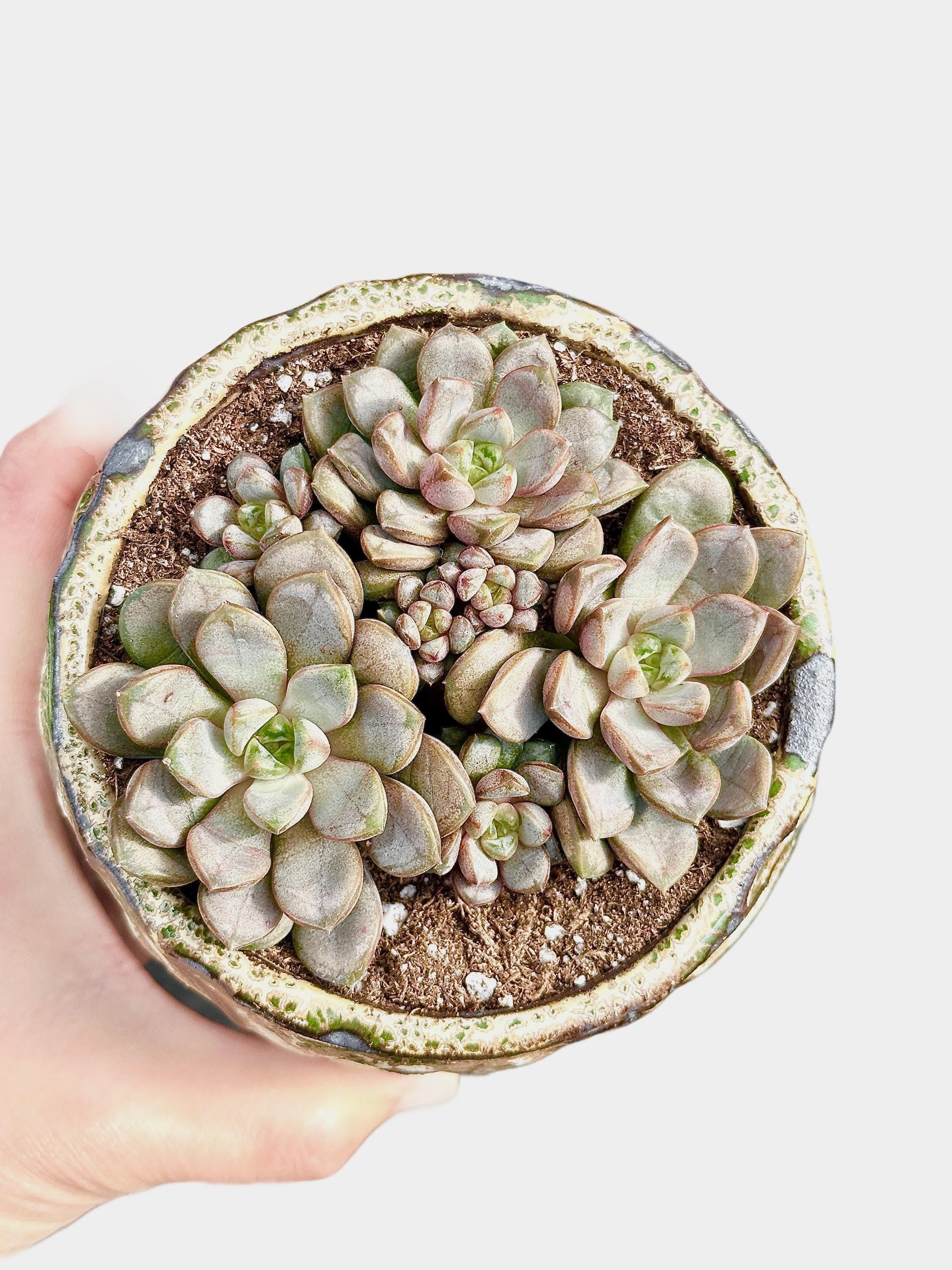 Rare Succulents - Graptoveria Ametum Cluster