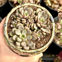 Rare Succulents - Graptoveria Ametum Cluster