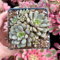 Rare Succulents - Graptoveria Ametum Cluster